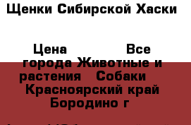 Щенки Сибирской Хаски › Цена ­ 20 000 - Все города Животные и растения » Собаки   . Красноярский край,Бородино г.